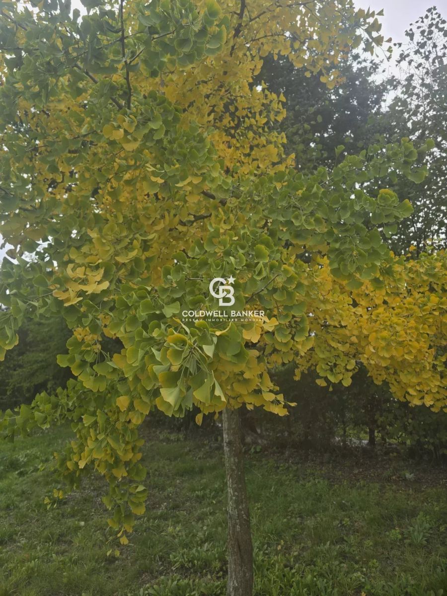 agence immobiliere le mans et la sarthe